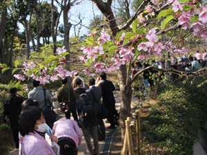 桜の写真