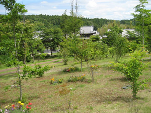 真光寺墓域