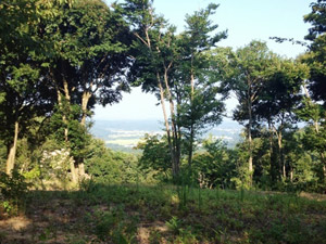 大通寺霊園風景