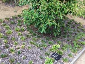 広大な土地に広がる樹木葬