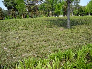 小平霊園8 